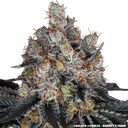 Gelato | PHOTOFEM | Barneys Farm - Freigestellt 2026-05-31