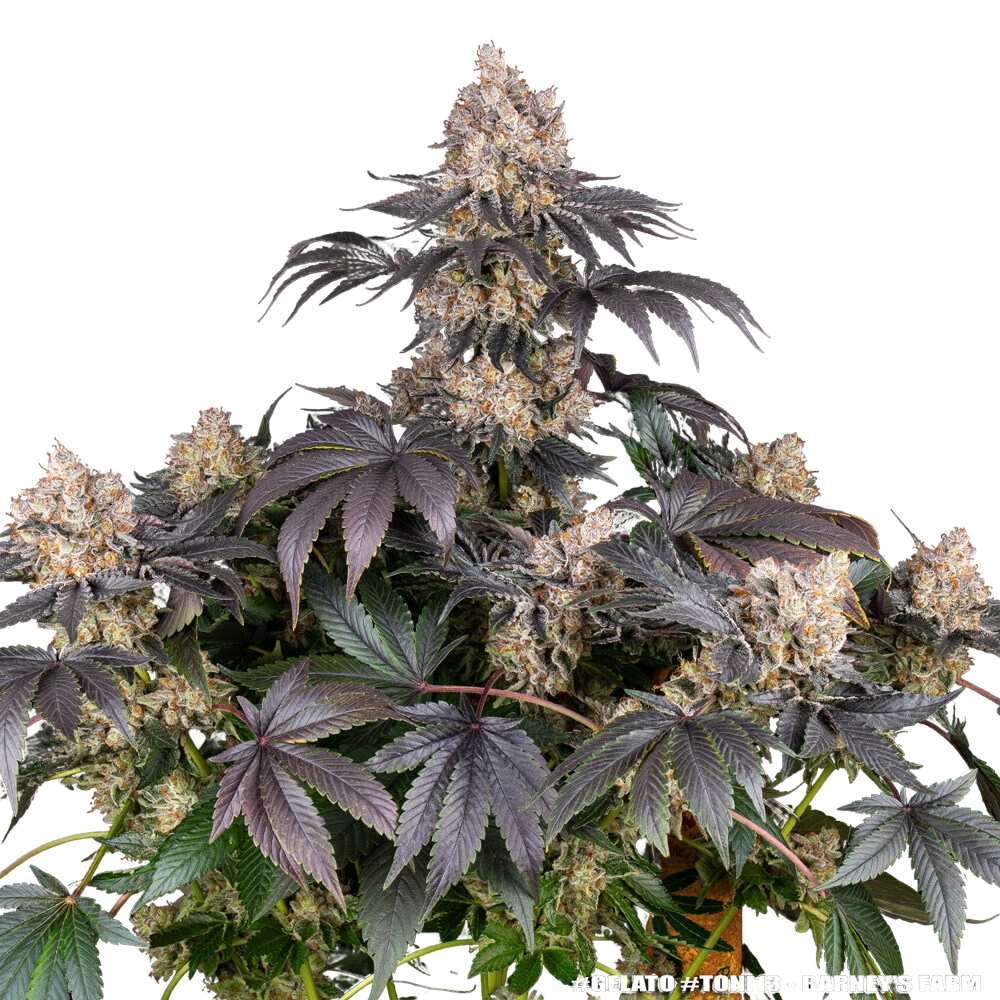 Gelato | PHOTOFEM | Barneys Farm - Freigestellt 2026-05-31