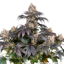 Gelato | PHOTOFEM | Barneys Farm - Freigestellt 2026-05-31