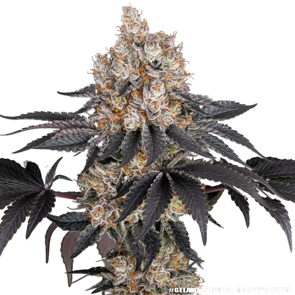 Gelato | PHOTOFEM | Barneys Farm - Freigestellt 2026-05-31
