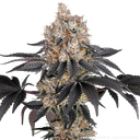 Gelato | PHOTOFEM | Barneys Farm - Freigestellt 2026-05-31