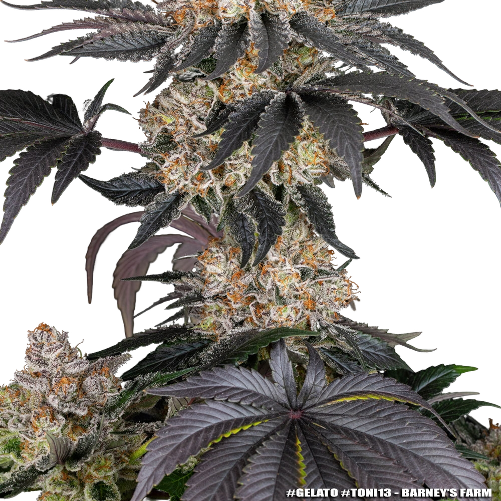 Gelato | PHOTOFEM | Barneys Farm - Freigestellt 2026-05-31