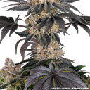 Gelato | PHOTOFEM | Barneys Farm - Freigestellt 2026-05-31