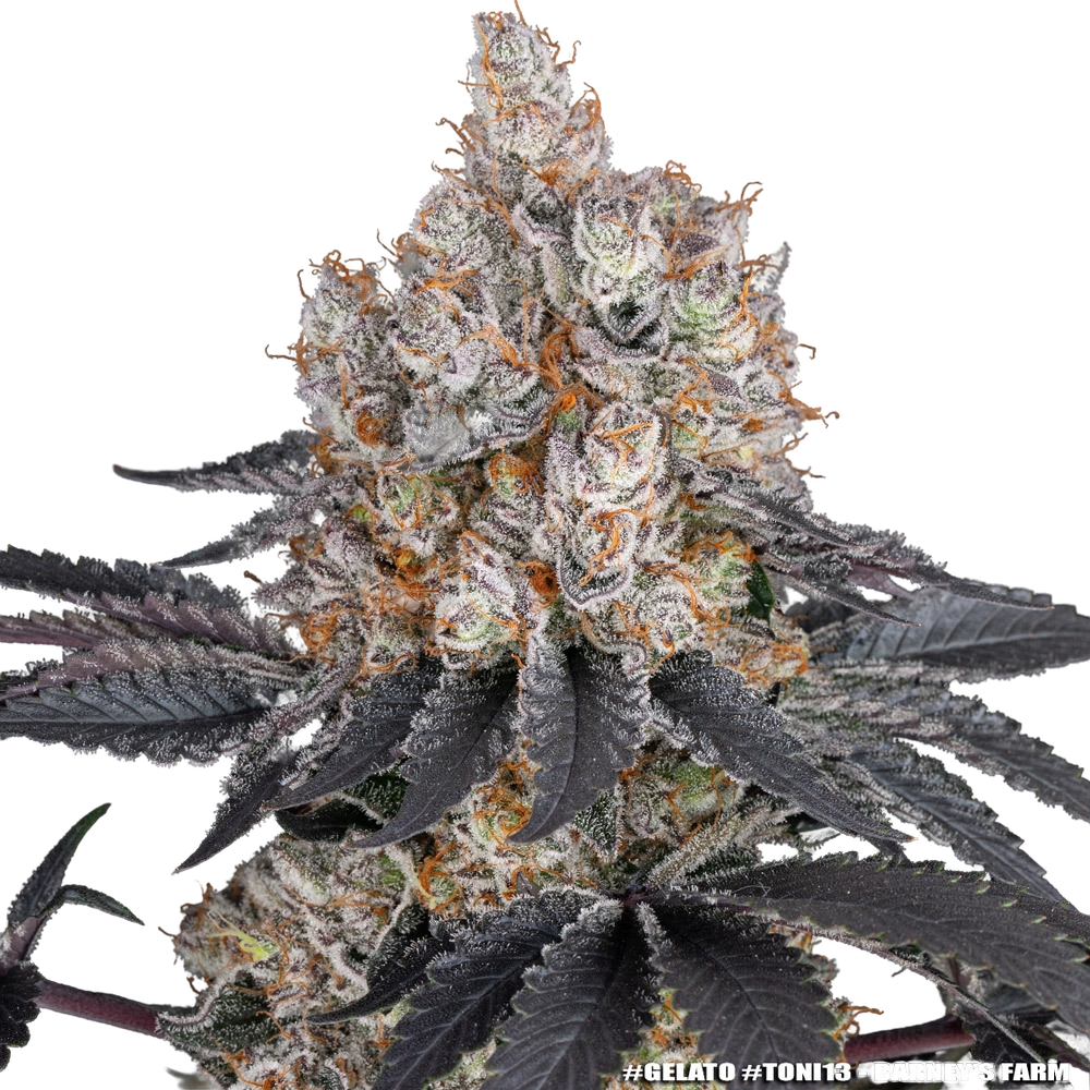 Gelato | PHOTOFEM | Barneys Farm - Freigestellt 2026-05-31
