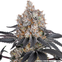 Gelato | PHOTOFEM | Barneys Farm - Freigestellt 2026-05-31