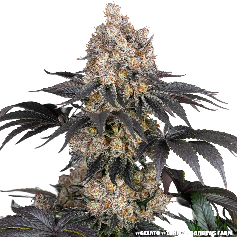 Gelato | PHOTOFEM | Barneys Farm - Freigestellt 2026-05-31