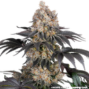 Gelato | PHOTOFEM | Barneys Farm - Freigestellt 2026-05-31