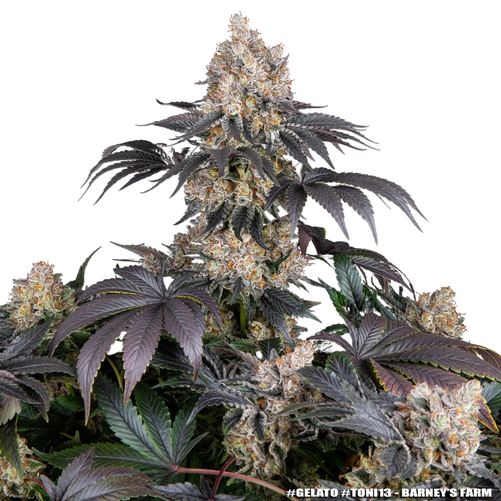 Gelato | PHOTOFEM | Barneys Farm - Freigestellt 2026-05-31