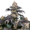 Gelato | PHOTOFEM | Barneys Farm - Freigestellt 2026-05-31