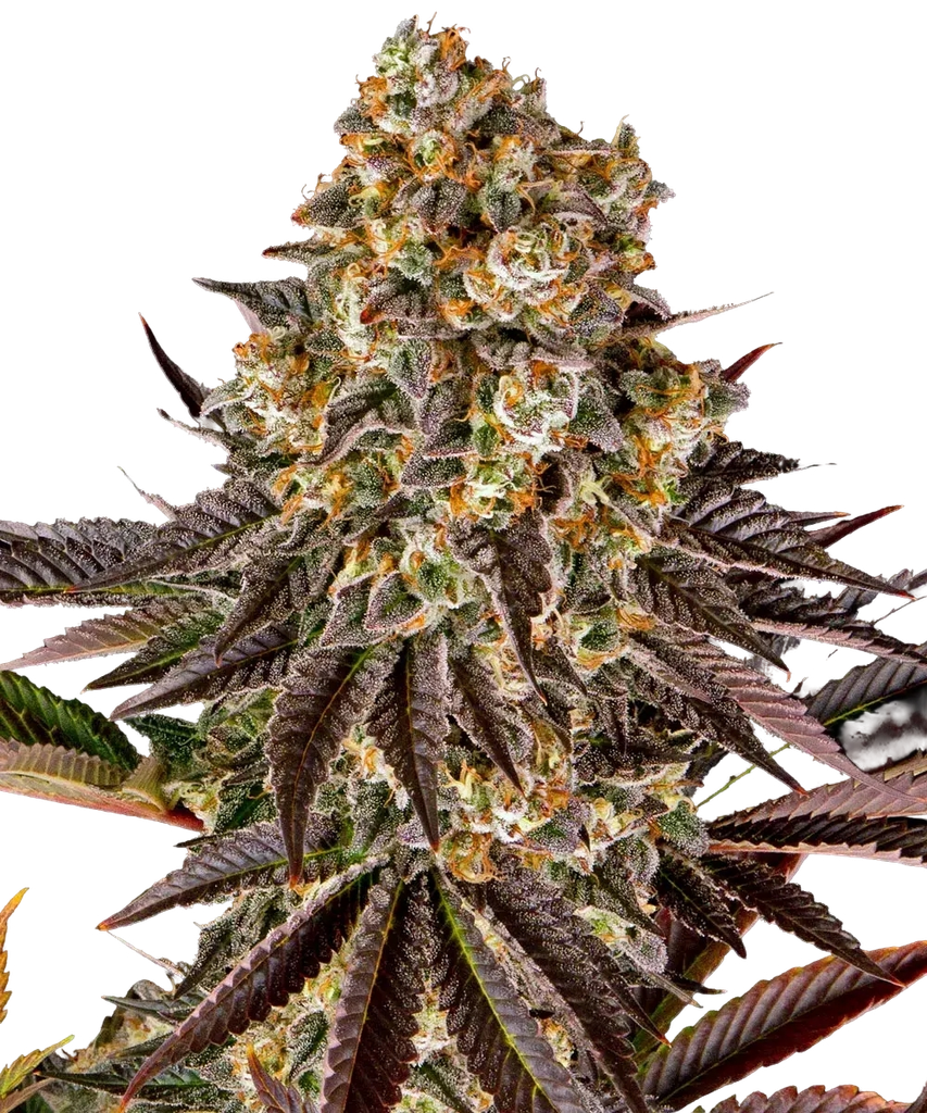 Gelato 45 | PHOTOFEM | Barneys Farm - Freigestellt 2026-05-31