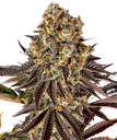 Gelato 45 | PHOTOFEM | Barneys Farm - Freigestellt 2026-05-31