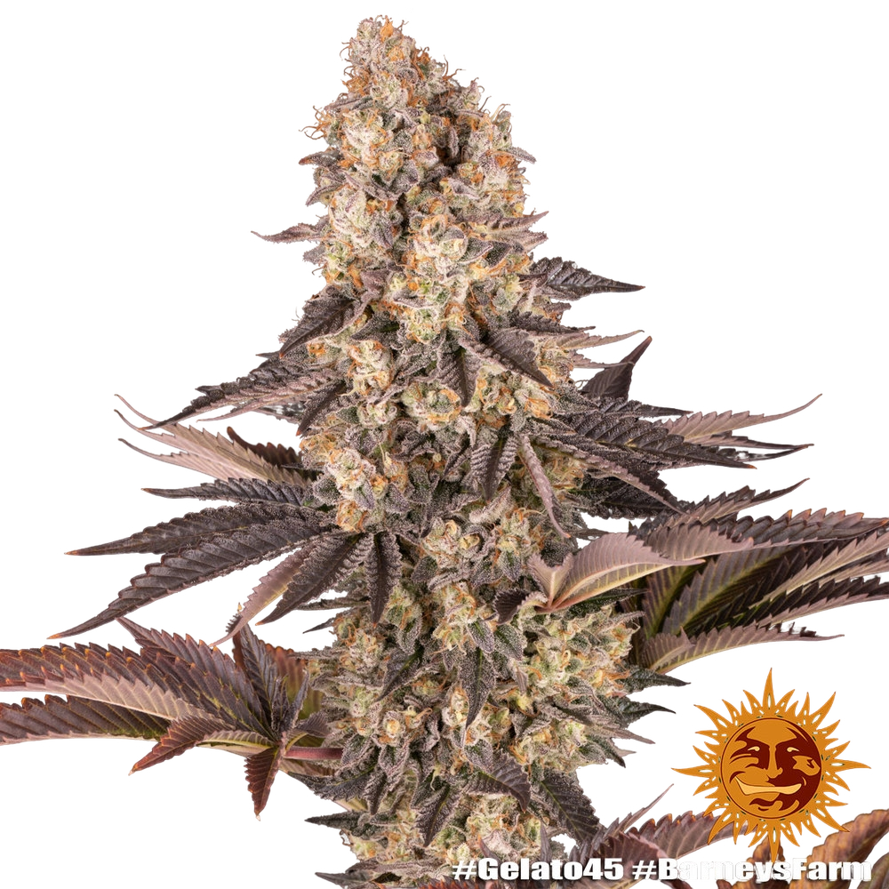 Gelato 45 | PHOTOFEM | Barneys Farm - Freigestellt 2026-05-31