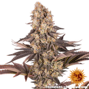 Gelato 45 | PHOTOFEM | Barneys Farm - Freigestellt 2026-05-31