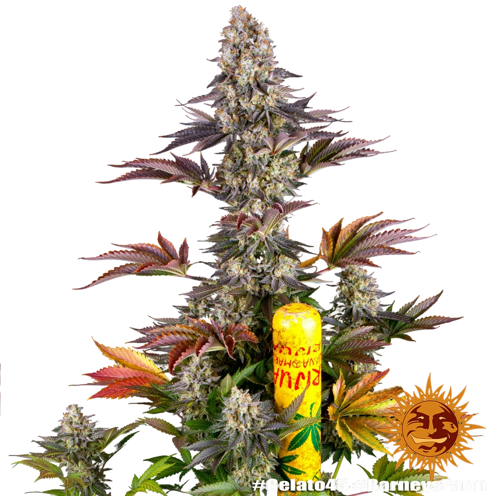 Gelato 45 | PHOTOFEM | Barneys Farm - Freigestellt 2026-05-31