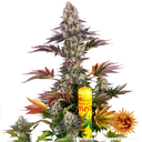 Gelato 45 | PHOTOFEM | Barneys Farm - Freigestellt 2026-05-31