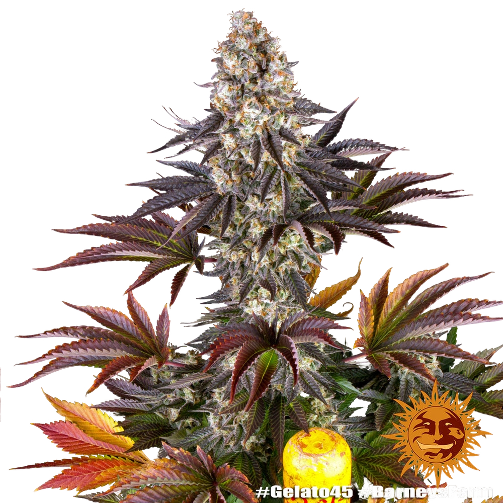Gelato 45 | PHOTOFEM | Barneys Farm - Freigestellt 2026-05-31