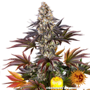 Gelato 45 | PHOTOFEM | Barneys Farm - Freigestellt 2026-05-31