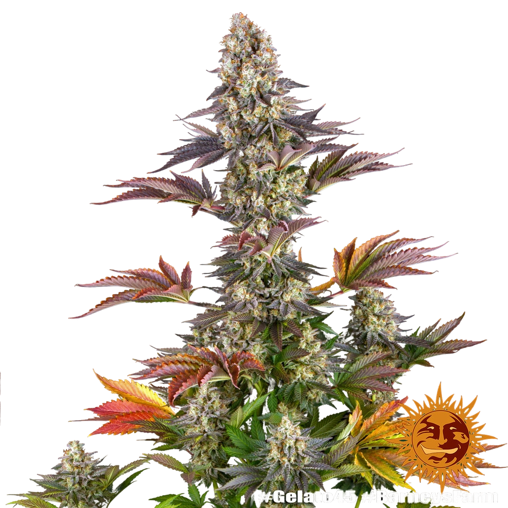 Gelato 45 | PHOTOFEM | Barneys Farm - Freigestellt 2026-05-31