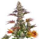 Gelato 45 | PHOTOFEM | Barneys Farm - Freigestellt 2026-05-31