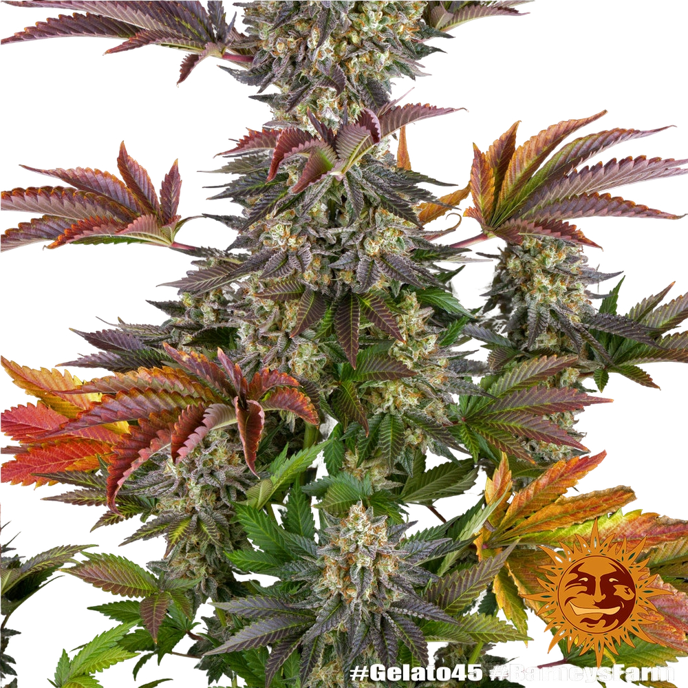 Gelato 45 | PHOTOFEM | Barneys Farm - Freigestellt 2026-05-31