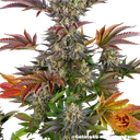 Gelato 45 | PHOTOFEM | Barneys Farm - Freigestellt 2026-05-31