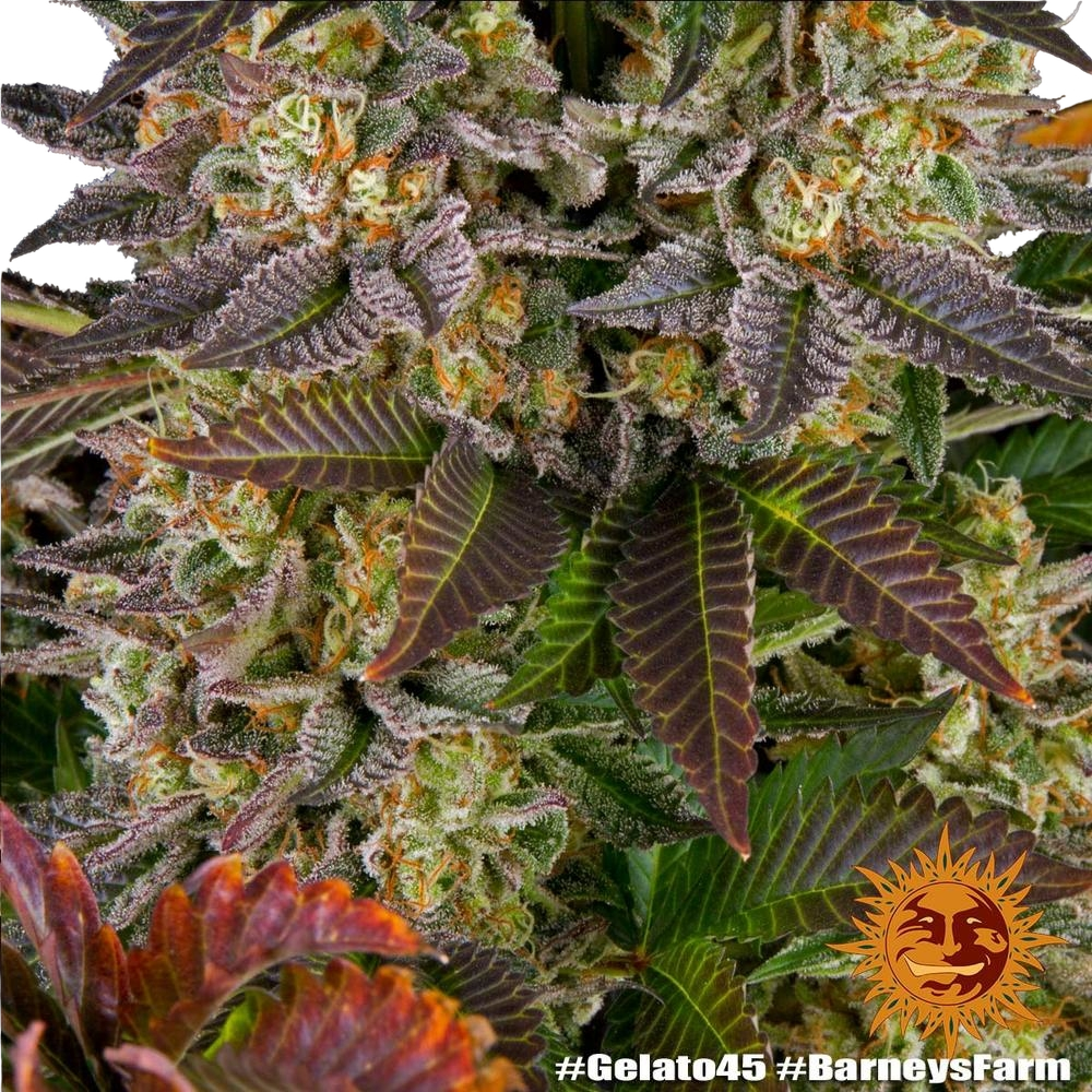 Gelato 45 | PHOTOFEM | Barneys Farm - Freigestellt 2026-05-31