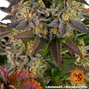 Gelato 45 | PHOTOFEM | Barneys Farm - Freigestellt 2026-05-31
