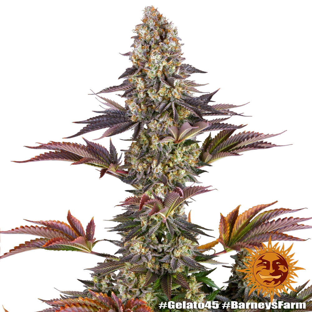 Gelato 45 | PHOTOFEM | Barneys Farm - Freigestellt 2026-05-31