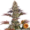 Gelato 45 | PHOTOFEM | Barneys Farm - Freigestellt 2026-05-31