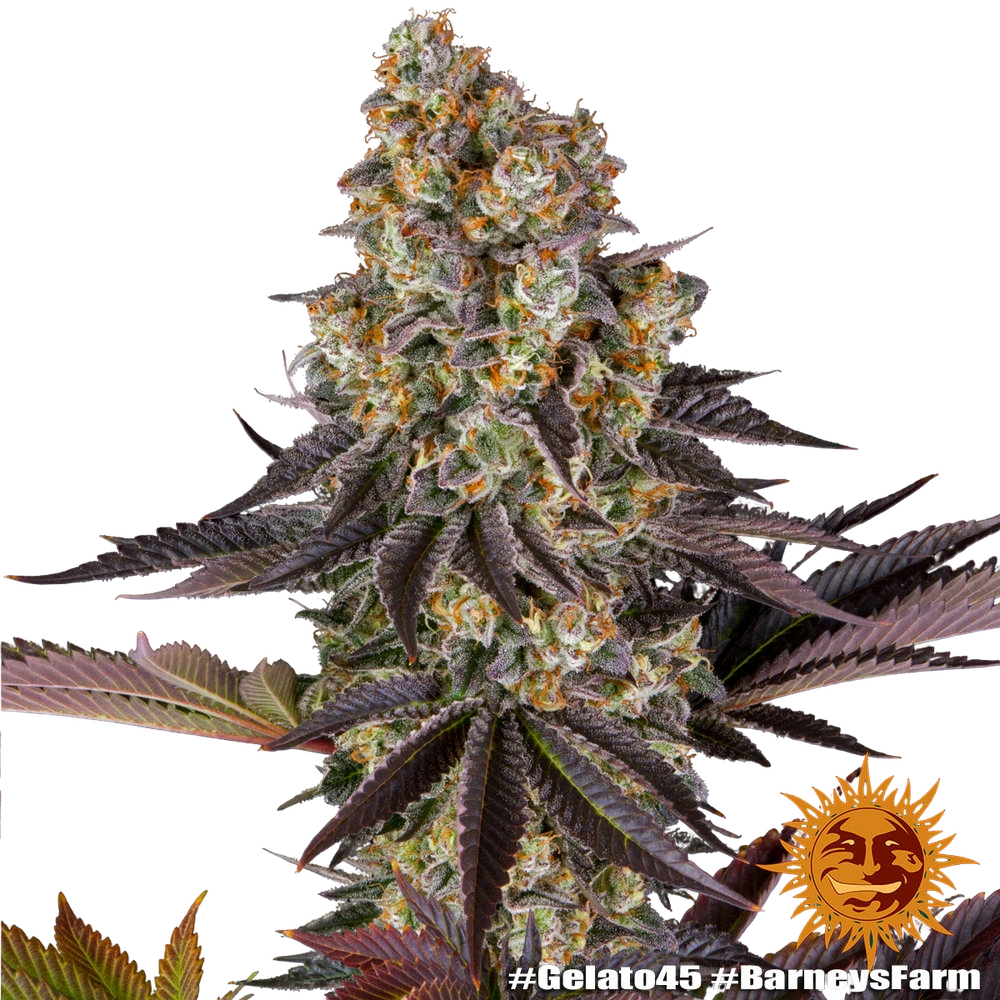 Gelato 45 | PHOTOFEM | Barneys Farm - Freigestellt 2026-05-31
