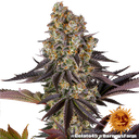 Gelato 45 | PHOTOFEM | Barneys Farm - Freigestellt 2026-05-31