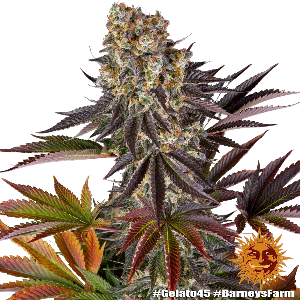 Gelato 45 | PHOTOFEM | Barneys Farm - Freigestellt 2026-05-31