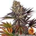 Gelato 45 | PHOTOFEM | Barneys Farm - Freigestellt 2026-05-31