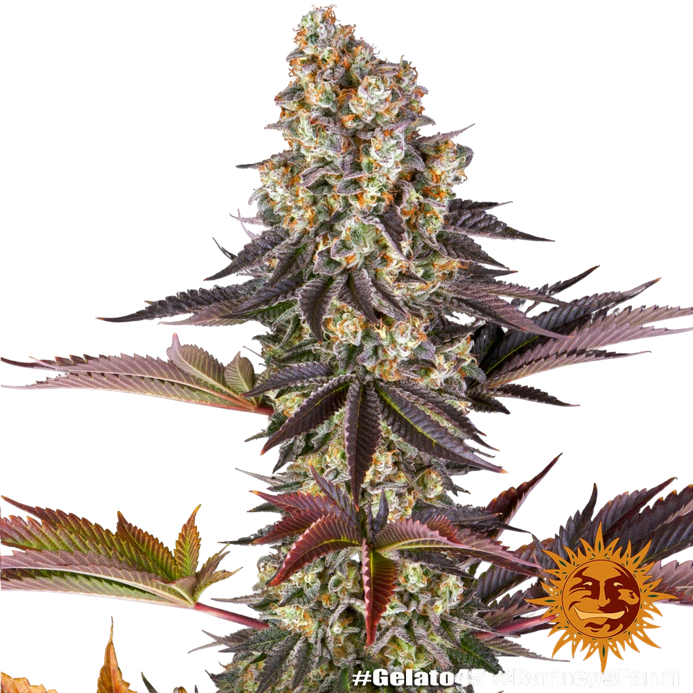 Gelato 45 | PHOTOFEM | Barneys Farm - Freigestellt 2026-05-31