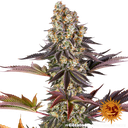Gelato 45 | PHOTOFEM | Barneys Farm - Freigestellt 2026-05-31