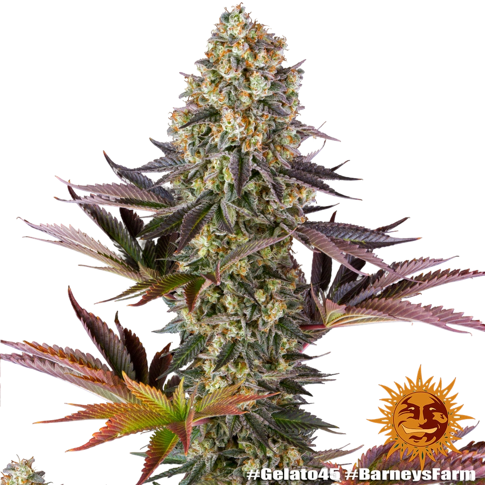 Gelato 45 | PHOTOFEM | Barneys Farm - Freigestellt 2026-05-31