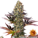 Gelato 45 | PHOTOFEM | Barneys Farm - Freigestellt 2026-05-31