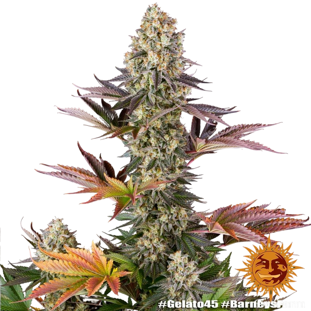 Gelato 45 | PHOTOFEM | Barneys Farm - Freigestellt 2026-05-31