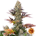Gelato 45 | PHOTOFEM | Barneys Farm - Freigestellt 2026-05-31
