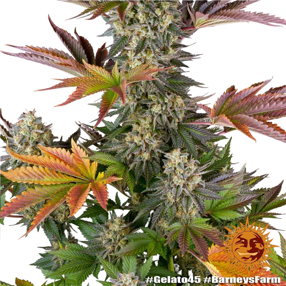 Gelato 45 | PHOTOFEM | Barneys Farm - Freigestellt 2026-05-31
