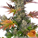 Gelato 45 | PHOTOFEM | Barneys Farm - Freigestellt 2026-05-31