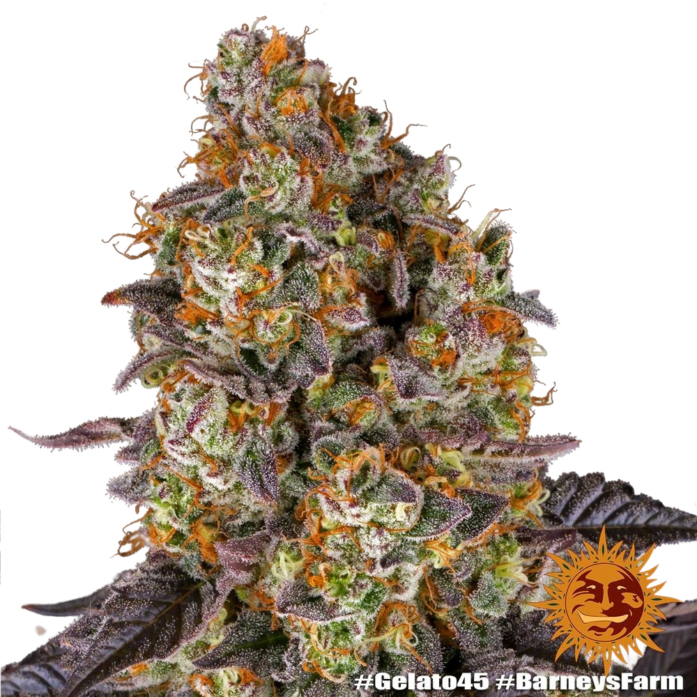 Gelato 45 | PHOTOFEM | Barneys Farm - Freigestellt 2026-05-31