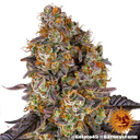 Gelato 45 | PHOTOFEM | Barneys Farm - Freigestellt 2026-05-31