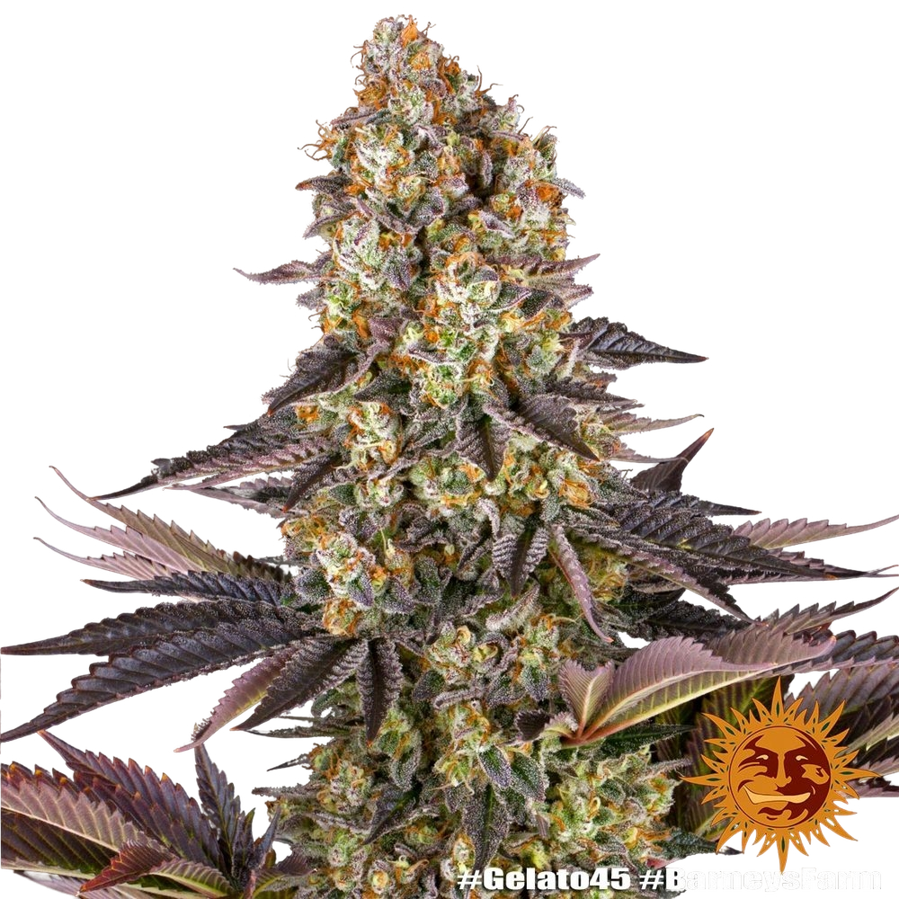 Gelato 45 | PHOTOFEM | Barneys Farm - Freigestellt 2026-05-31