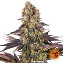Gelato 45 | PHOTOFEM | Barneys Farm - Freigestellt 2026-05-31