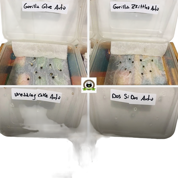 Gorilla Glue | AUTOFEM | Barneys Farm - Freigestellt 2026-05-31