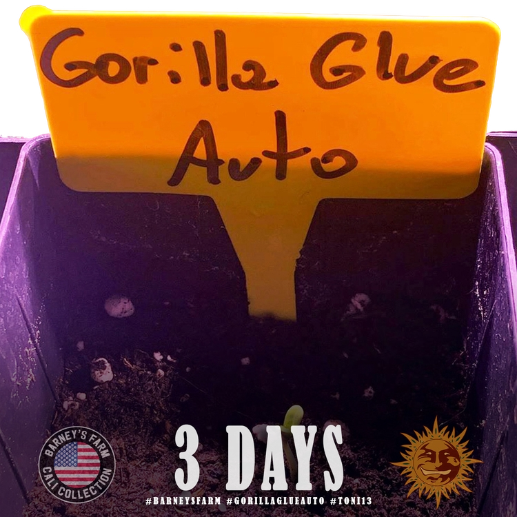 Gorilla Glue | AUTOFEM | Barneys Farm - Freigestellt 2026-05-31
