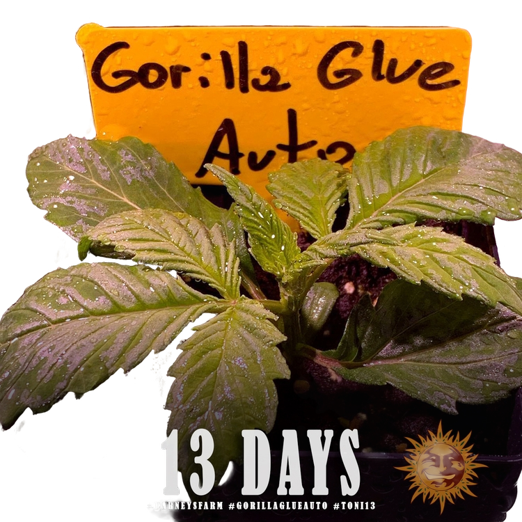 Gorilla Glue | AUTOFEM | Barneys Farm - Freigestellt 2026-05-31