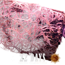 Gorilla Glue | AUTOFEM | Barneys Farm - Freigestellt 2026-05-31