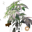 Gorilla Glue | AUTOFEM | Barneys Farm - Freigestellt 2026-05-31